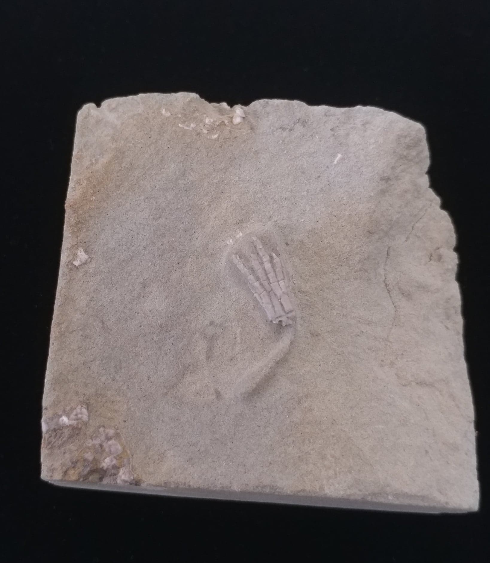 169134207_205853570929861_8629075761534558152_n-1.jpg | Fossils for Sale