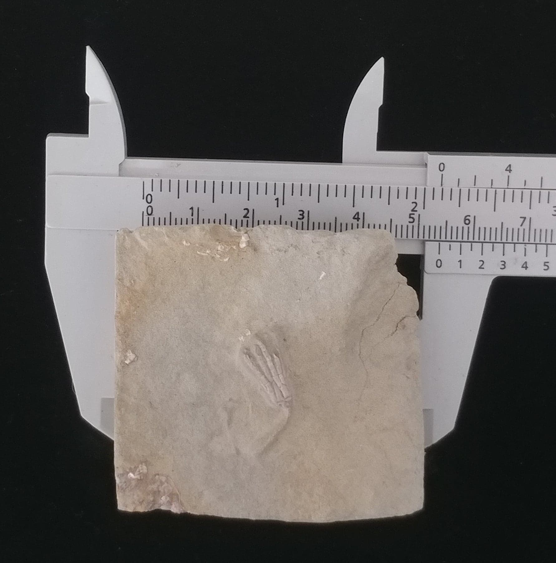 169146933_3897671023647009_749458759170183026_n.jpg | Fossils for Sale