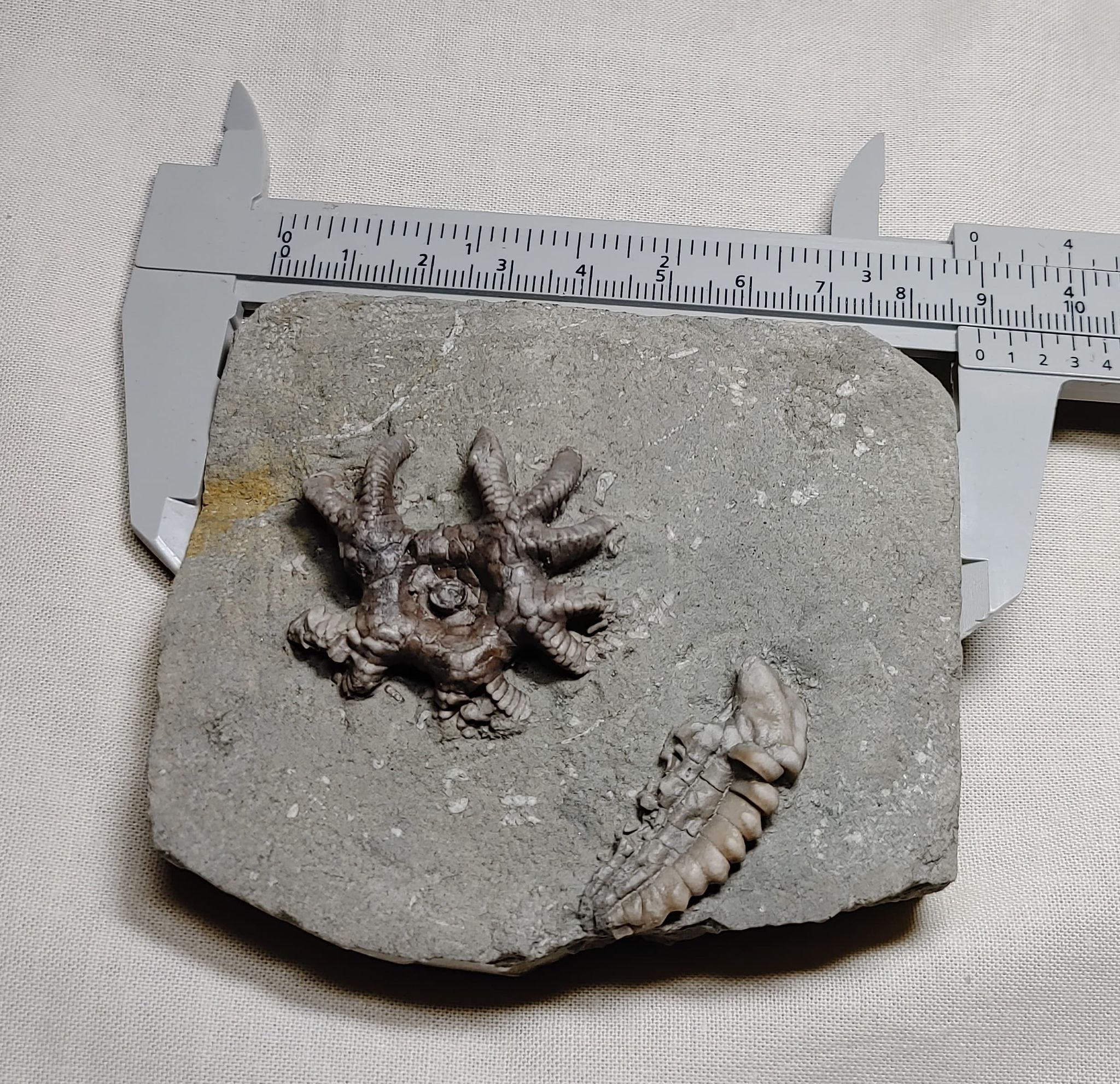184846038_309766987181466_732639013396074842_n.jpg | Fossils for Sale