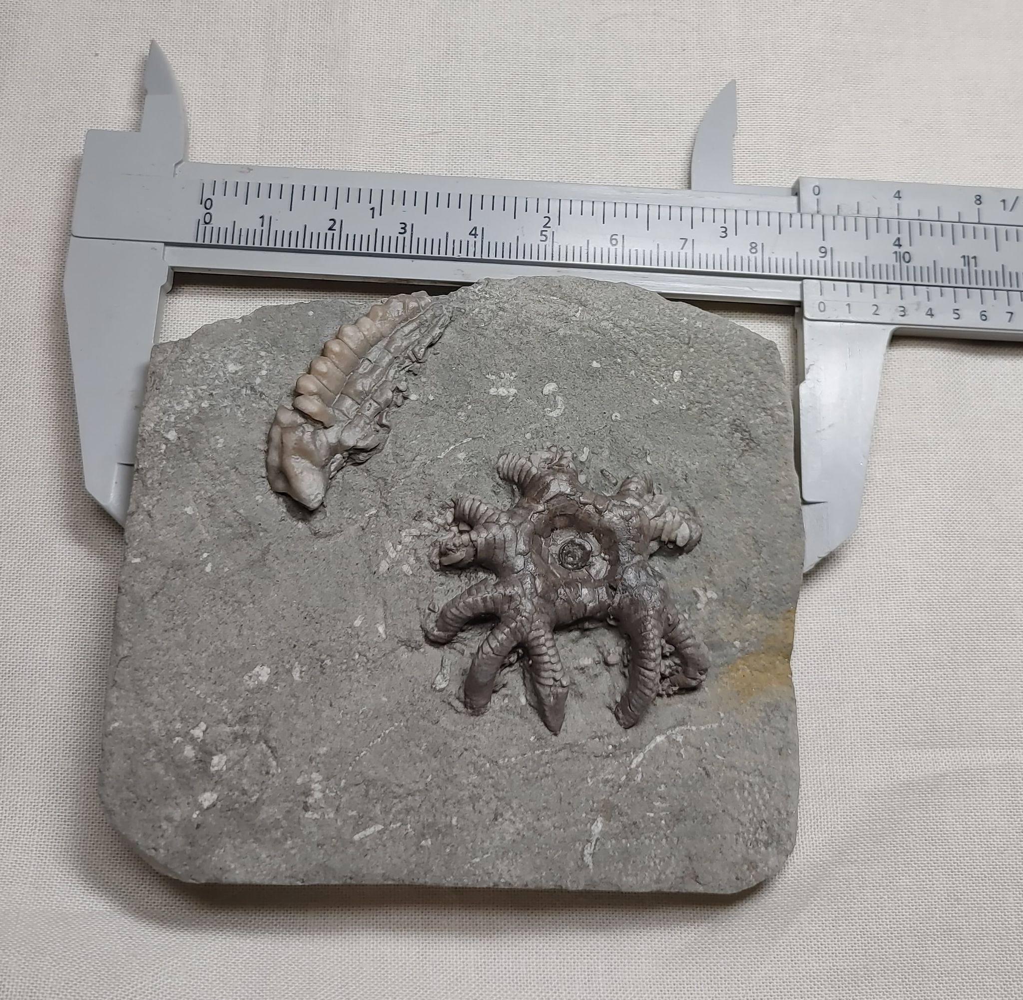 185188941_312595523634227_2886377737906436293_n.jpg | Fossils for Sale