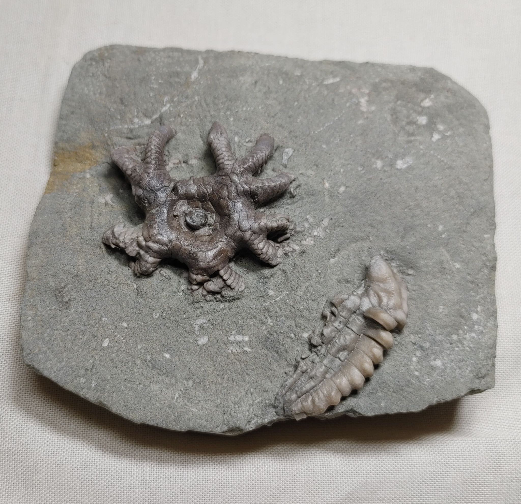 186045250_312514023612345_6933395271503823368_n.jpg | Fossils for Sale