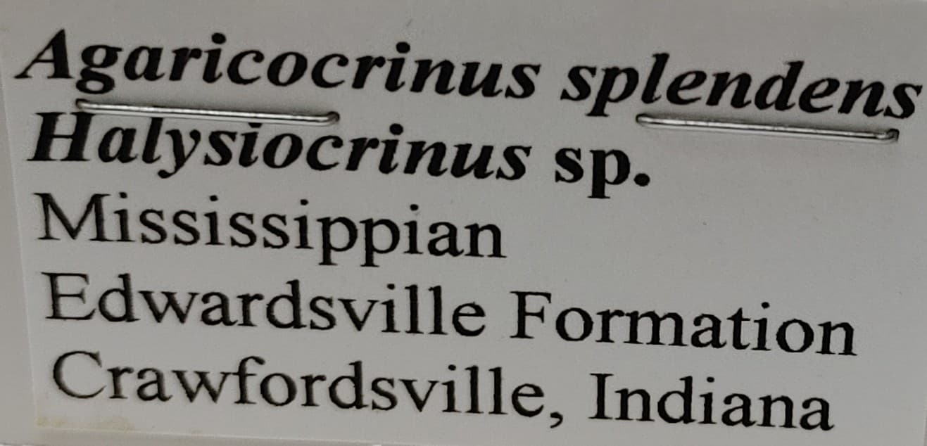 186049065_496172138250044_1324869341757807126_n.jpg | Fossils for Sale