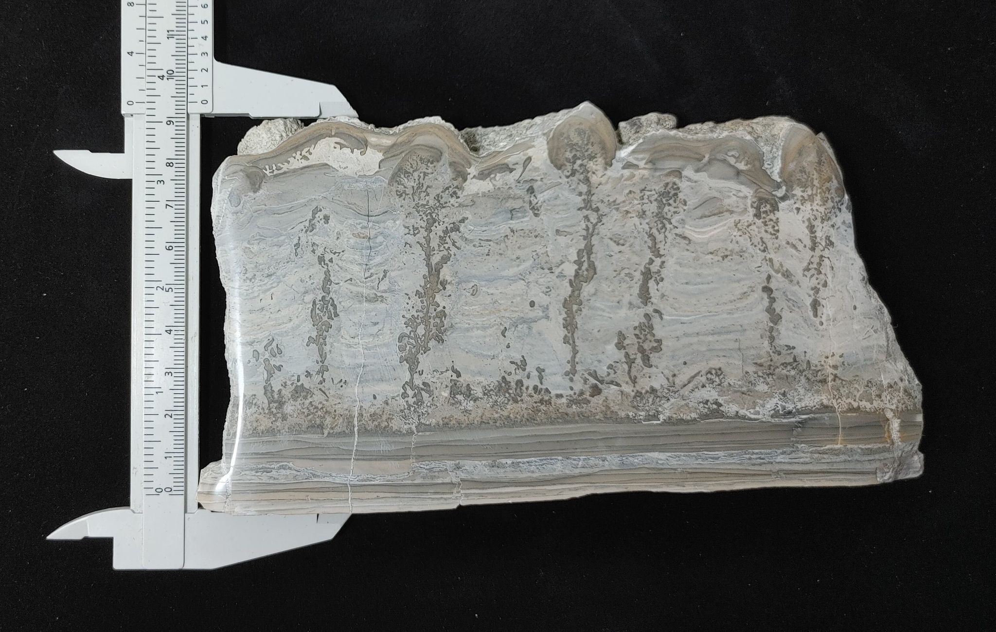 187603893_4566177810059676_759654796556051573_n.jpg | Fossils for Sale