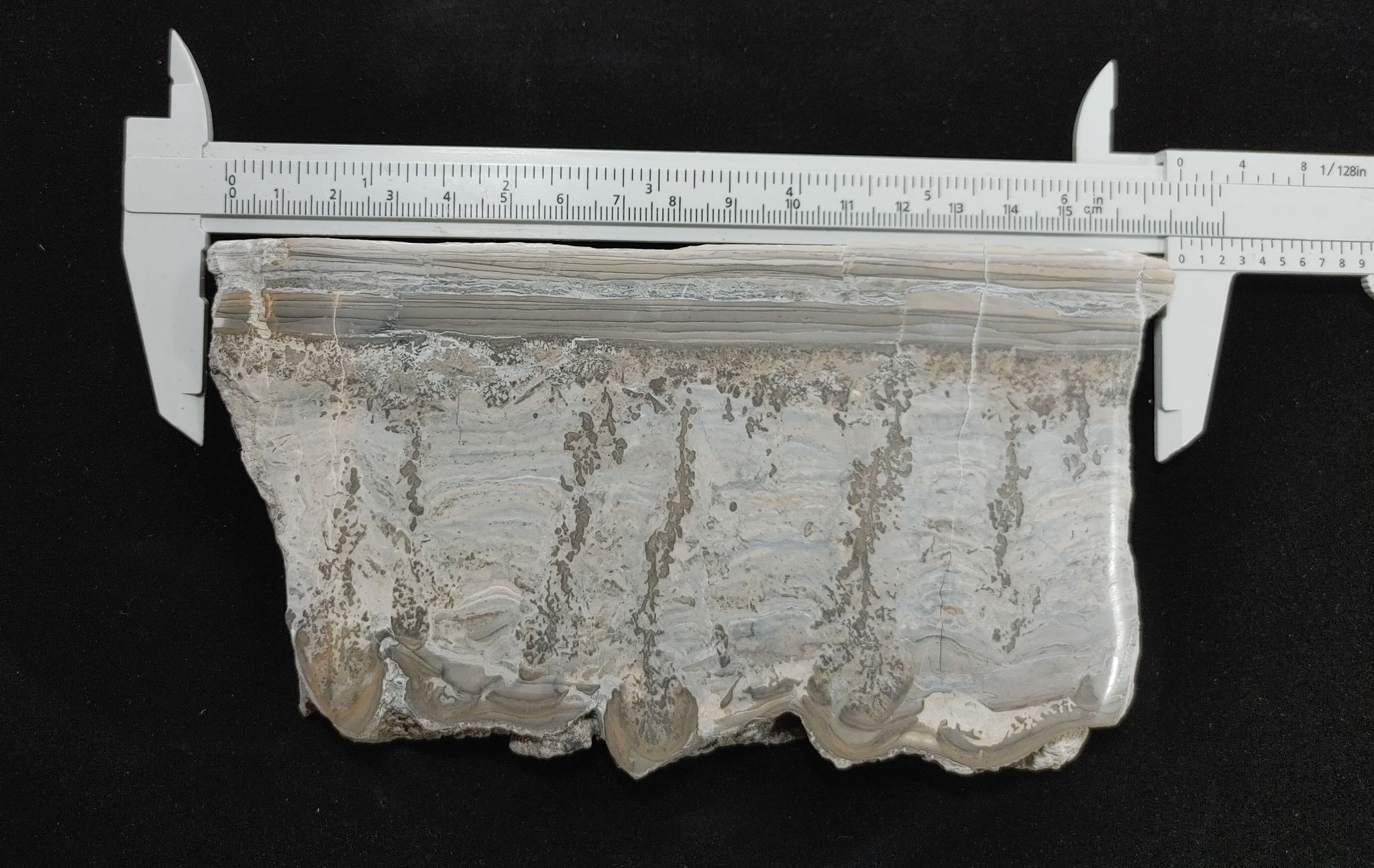 188149221_587356545503636_8395507052730632416_n.jpg | Fossils for Sale