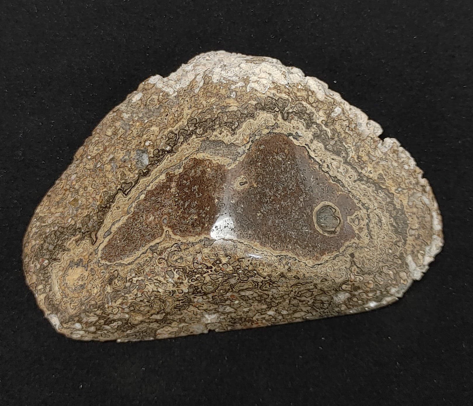 Stromatolith Fossil