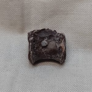 Dimetredon limbatus #1