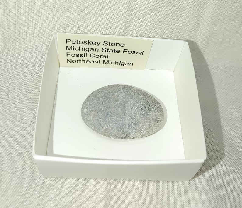 217489413_361287732010266_4998267340022942623_n.jpg | Fossils for Sale