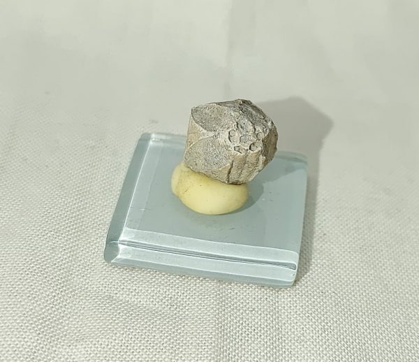 Indiana Blastoid #11 - Image 3
