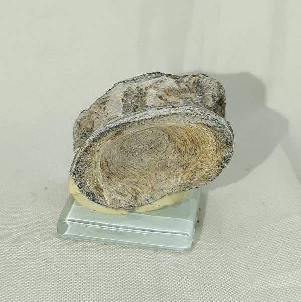 Fish Vertebra #1