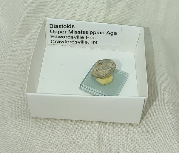 Indiana Blastoid #11 - Image 6
