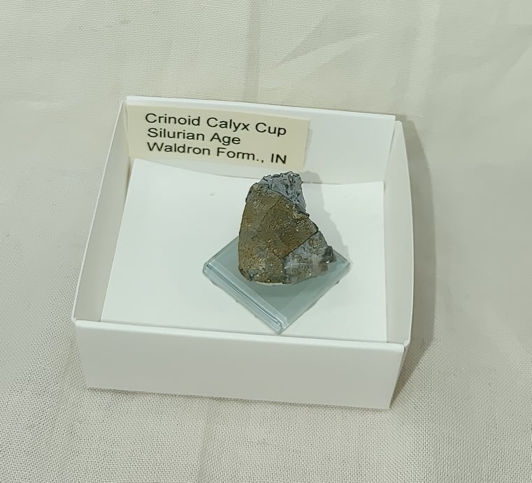 217604135_520904872460394_3239601594566073547_n-1.jpg | Fossils for Sale