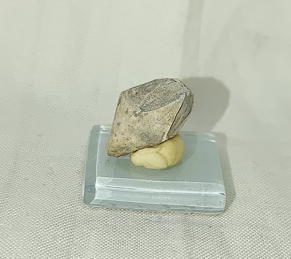 Indiana Blastoid #11