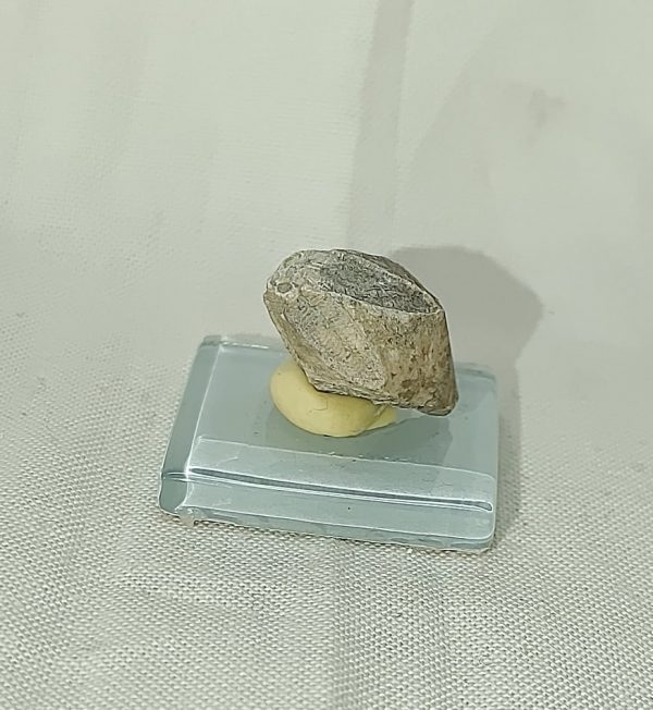 Indiana Blastoid #11 - Image 2