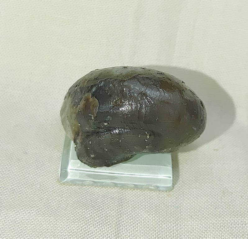 217702562_130370039168259_5527711120454381046_n-1.jpg | Fossils for Sale