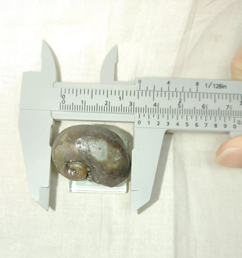 218393524_1115623108968092_4465729233115866354_n.jpg | Fossils for Sale