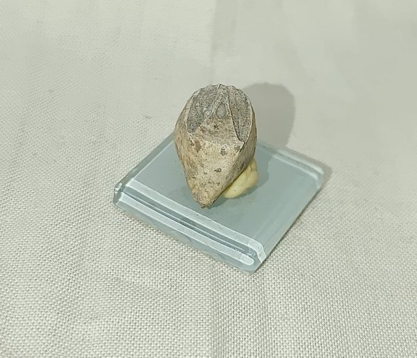 Indiana Blastoid #11 - Image 4