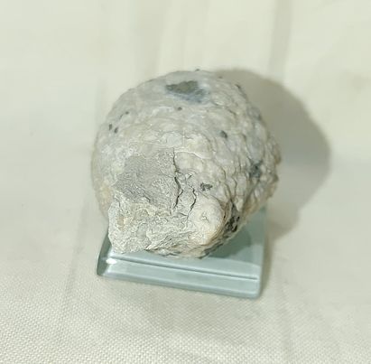 225655000_3022685994631517_6921030479445818091_n.jpg | Fossils for Sale