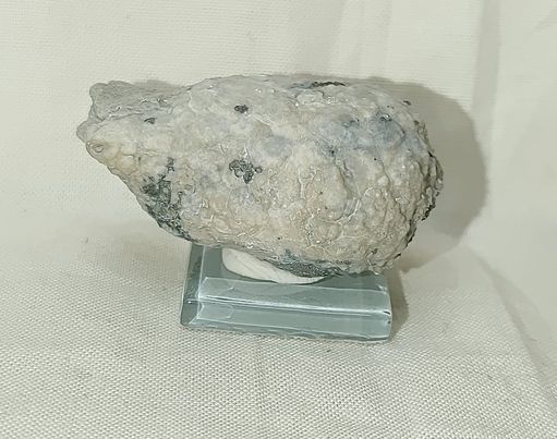 226343872_607368993581405_2946592814332558099_n.jpg | Fossils for Sale