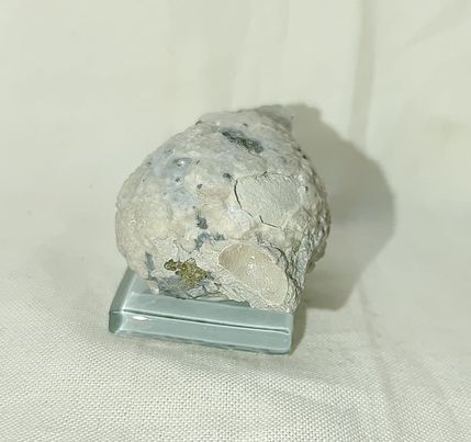 228011862_544861663221359_1880509528213246572_n.jpg | Fossils for Sale