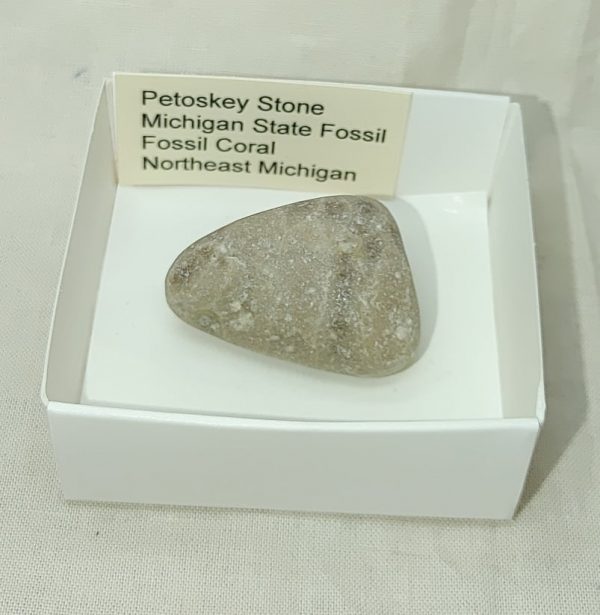 Petoskey Stone #12 - Image 4