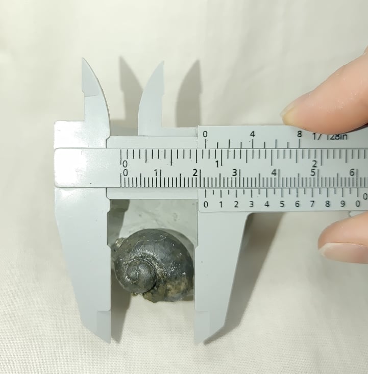 230338908_185767696877207_8832184414238970861_n.jpg | Fossils for Sale