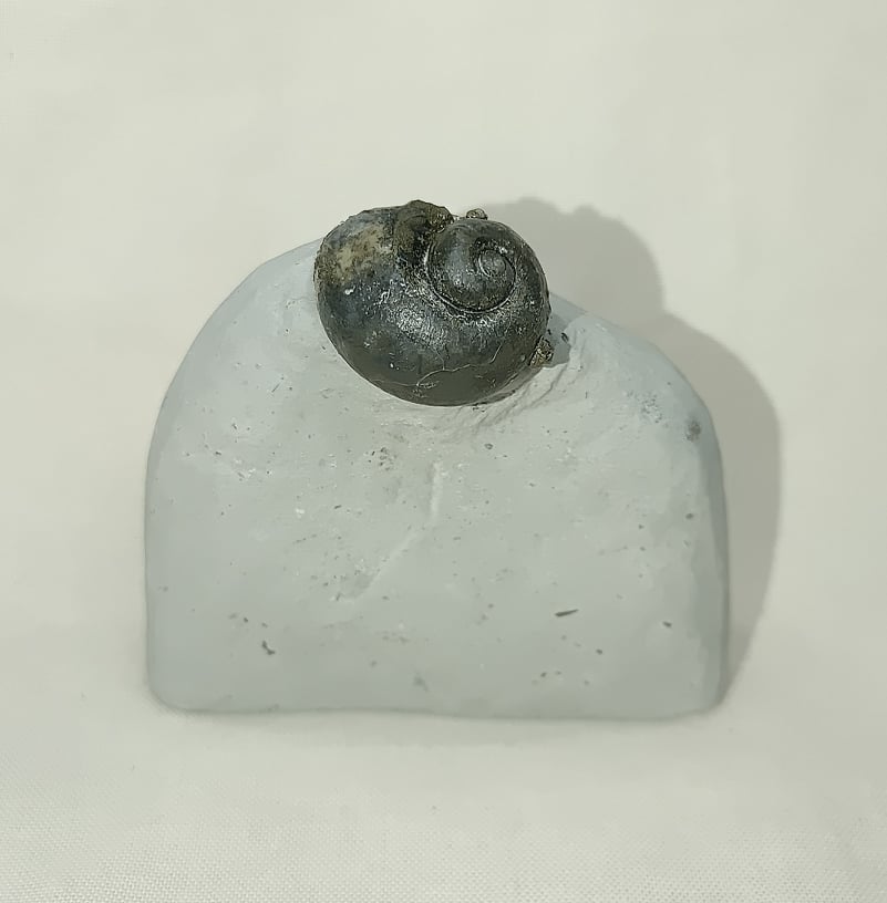 231067864_977661072999280_3075503281449123496_n.jpg | Fossils for Sale