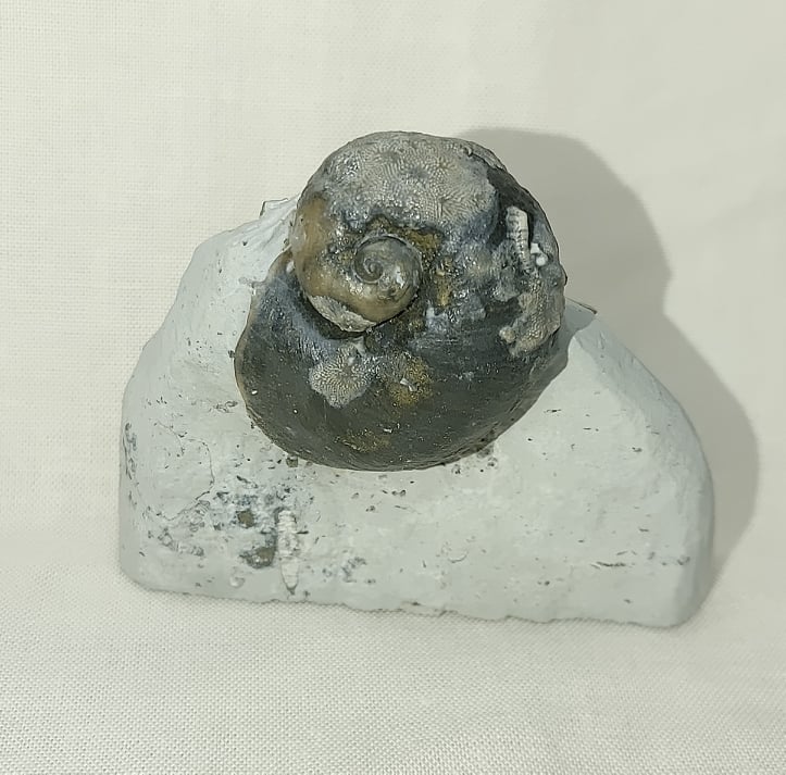 231319743_368190524676616_3050865709280727081_n.jpg | Fossils for Sale