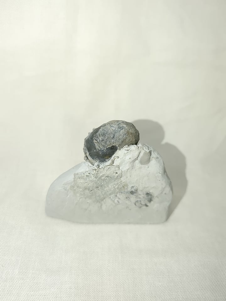 232522689_3127573137464810_8649079241439257057_n.jpg | Fossils for Sale