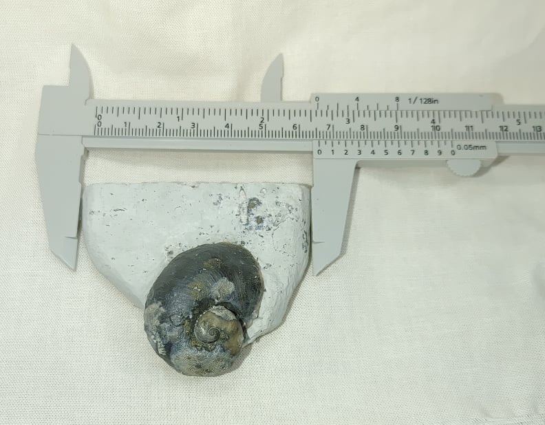 233106356_581990499839000_2248185417023282243_n.jpg | Fossils for Sale