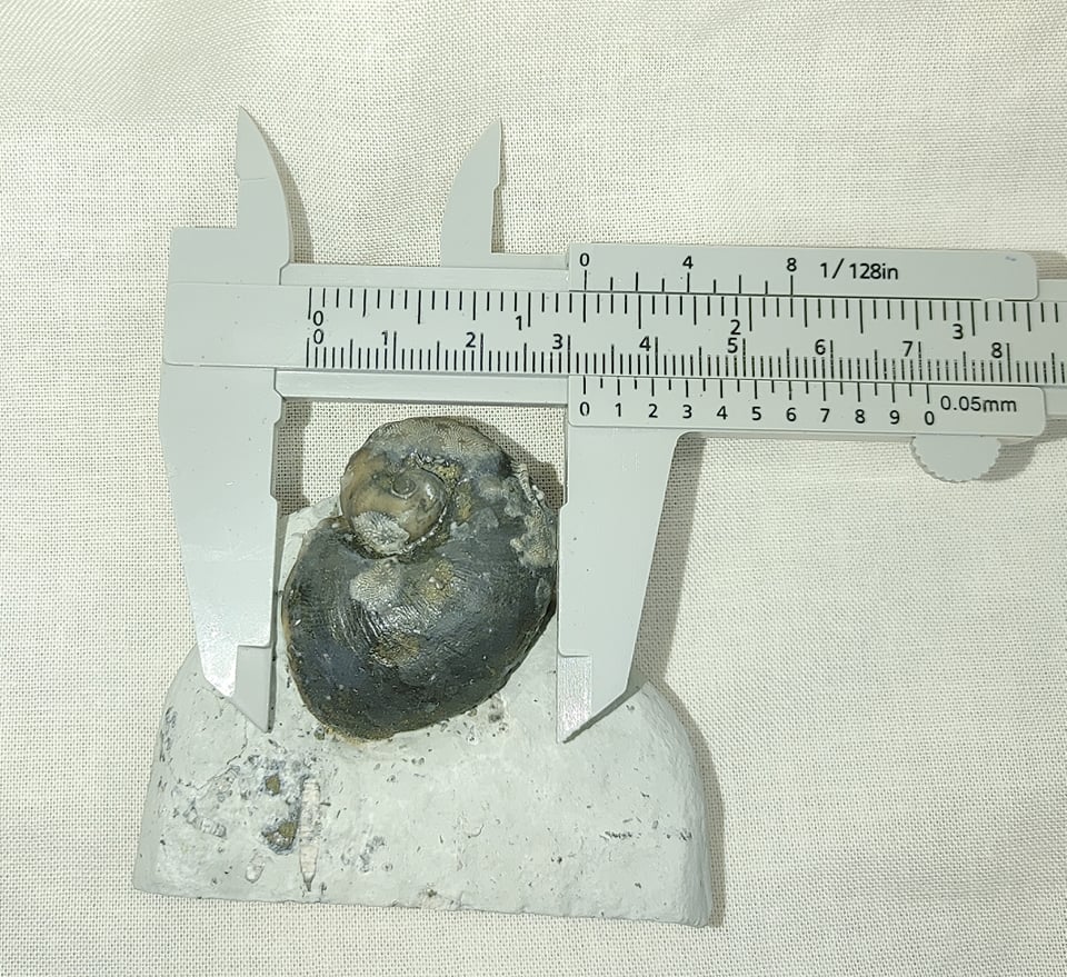 233196578_185609663561856_6867882281412056091_n.jpg | Fossils for Sale