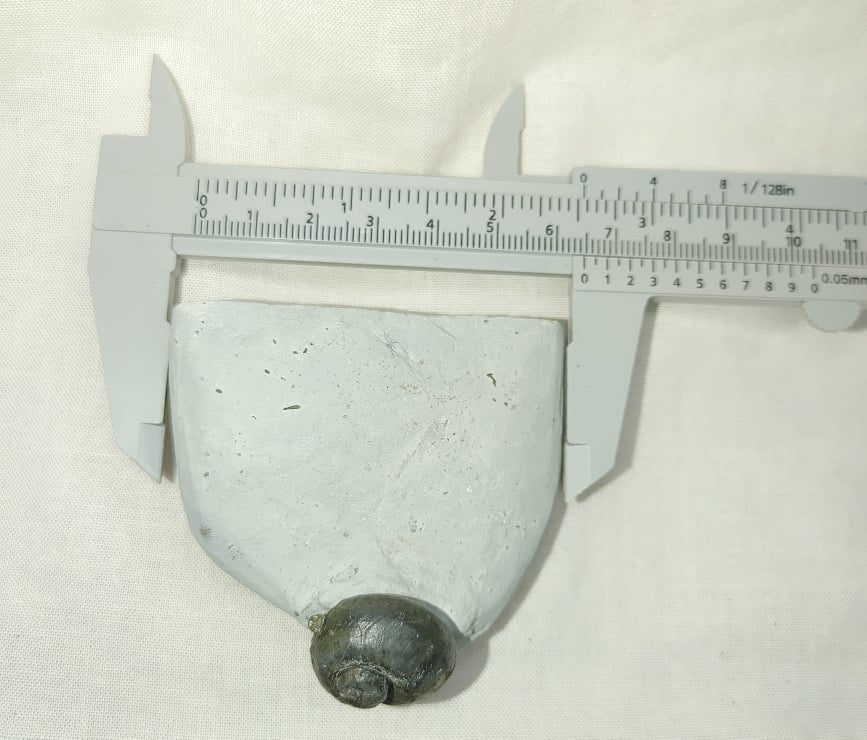 235050468_1033531063849077_3462433498324823902_n.jpg | Fossils for Sale