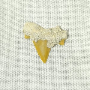 Cretolamna Biauriculata #6
