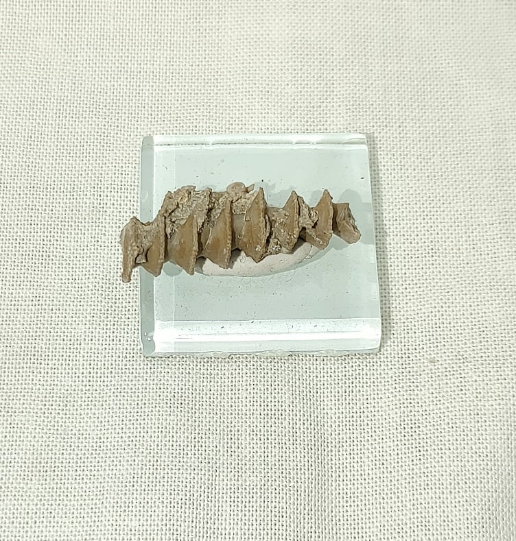 archimedes screw fossil
