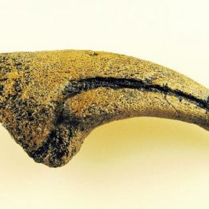 Replica Acrocanthosaurus Hand Claw For Sale