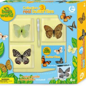 3 Genuine Butterfly Collection For Sale