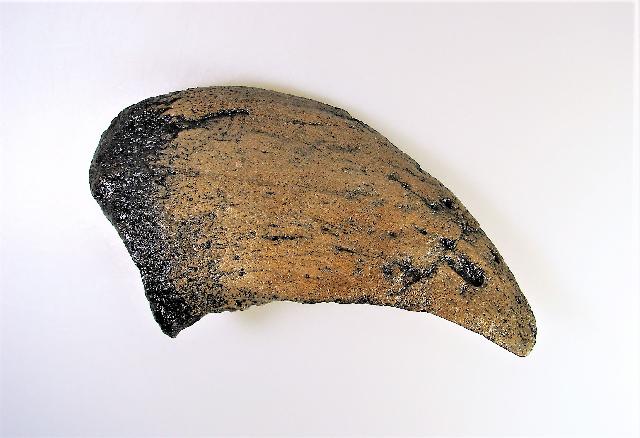Camarasaurus-Foot-Claw-2.jpg | Fossils for Sale Replica Camarasaurus Foot Claw For Sale #2
