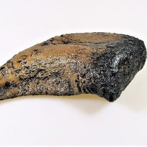 Replica Camarasaurus Foot Claw For Sale