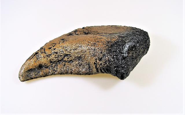 Camarasaurus-Foot-Claw.jpg | Fossils for Sale Replica Camarasaurus Foot Claw For Sale