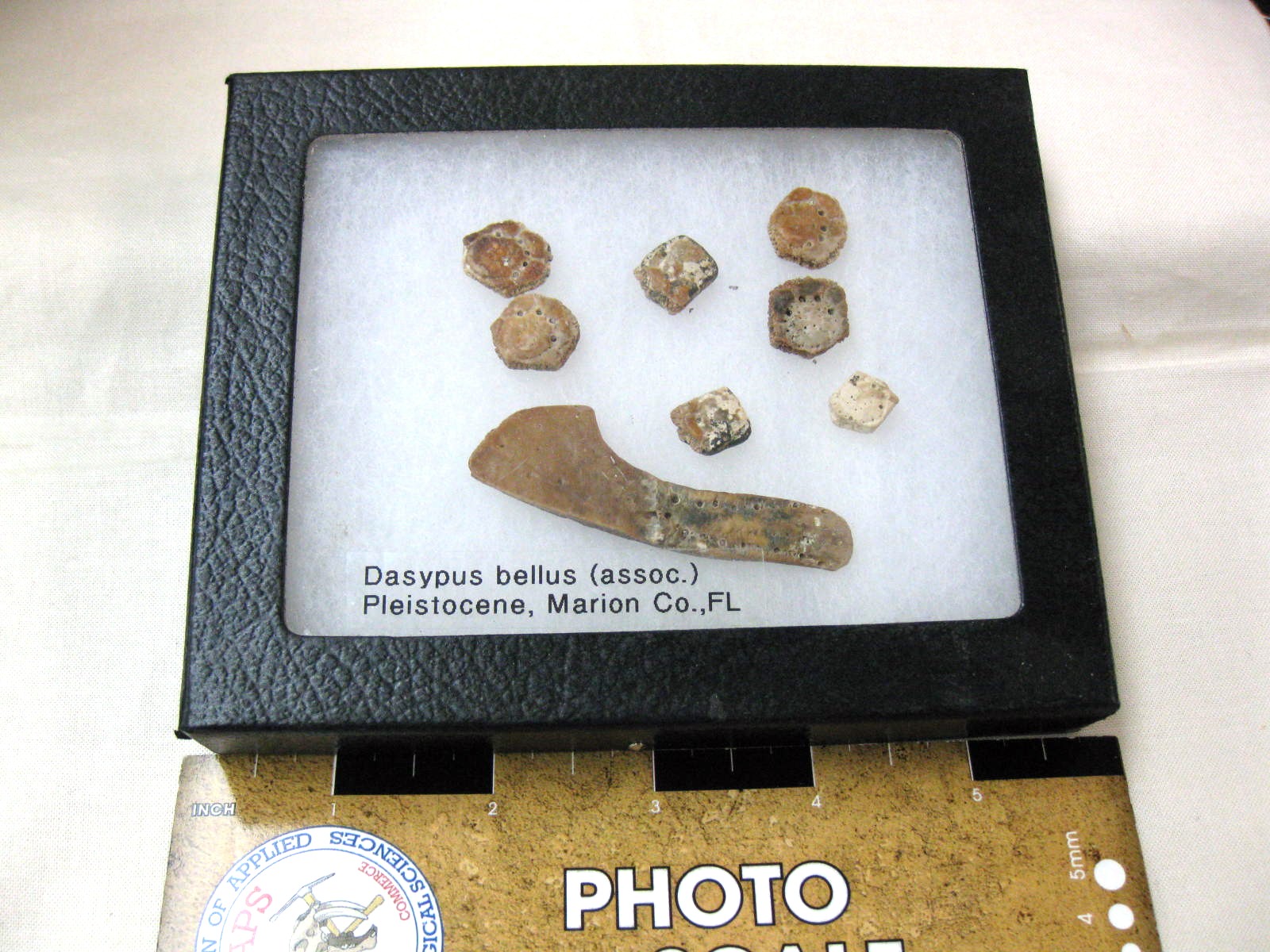 Dasypus-bellus-Armadillo-Scute-Set-18.jpg | Fossils for Sale