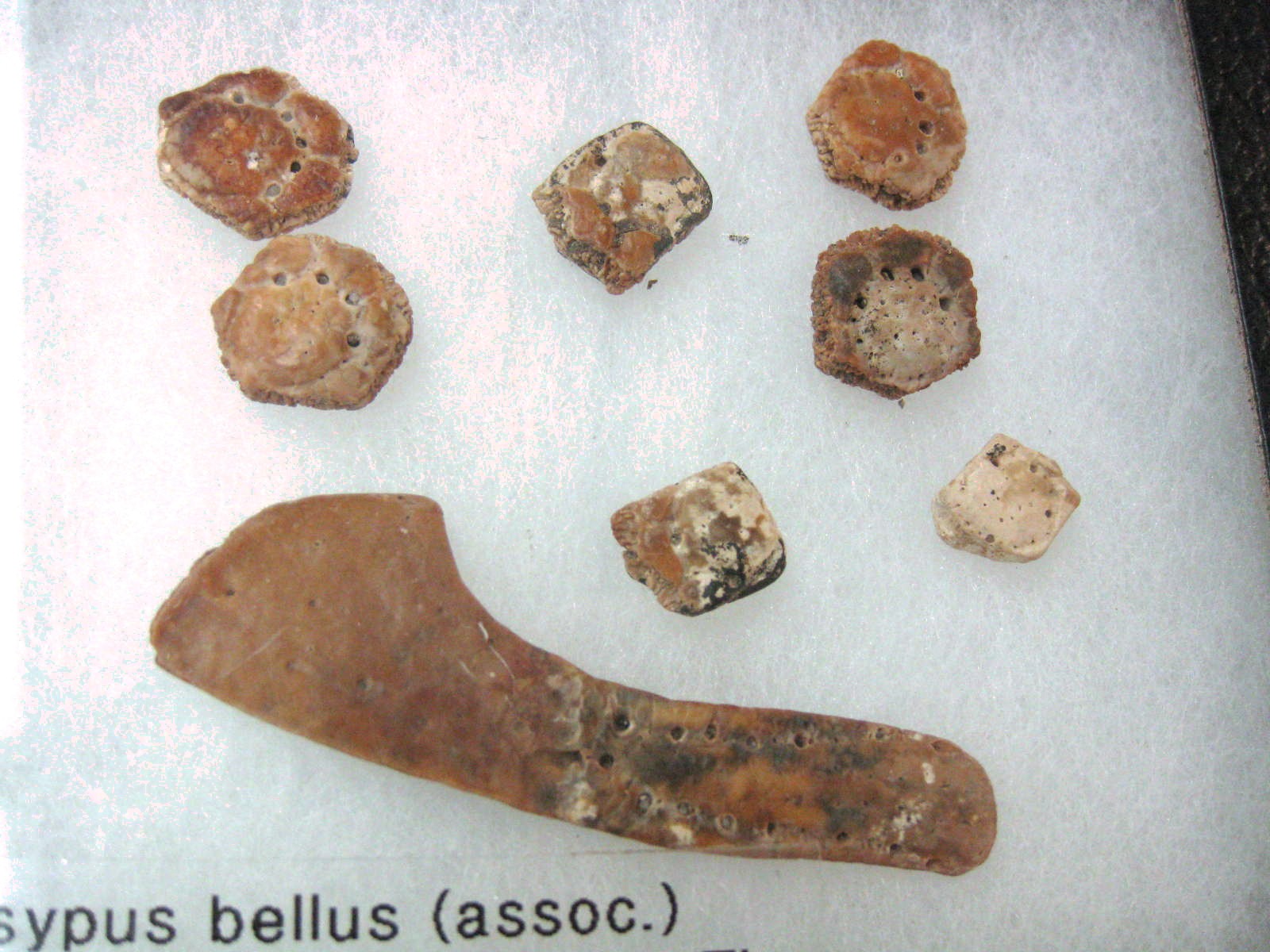Dasypus-bellus-Armadillo-Scute-Set-18a.jpg | Fossils for Sale