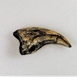 Replica Dromaeosaurus Claw For Sale