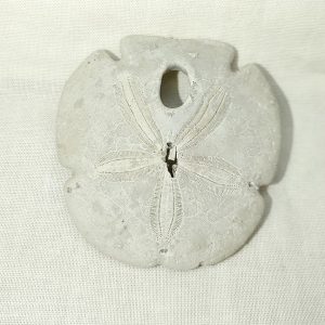 Encope tamiamiensis #1