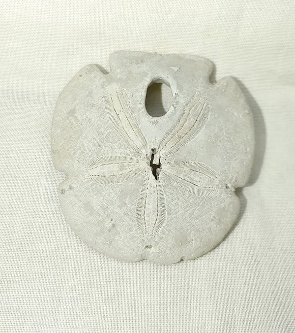 Encope tamiamiensis #1