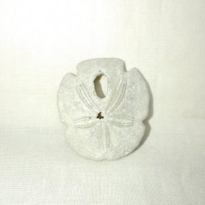 Encope tamiamiensis #2