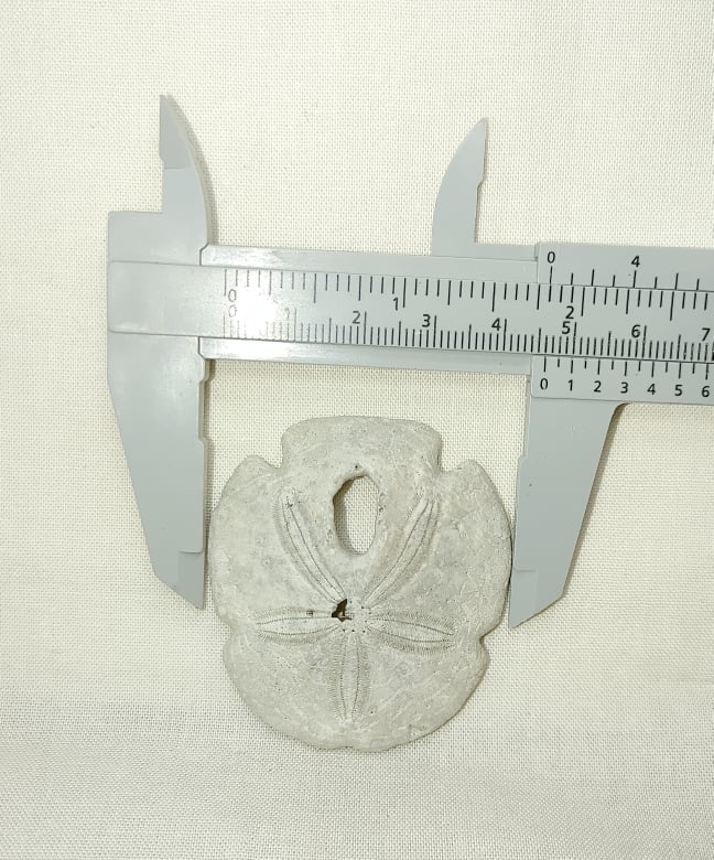 Encope-tamiamiensis-2a.jpg | Fossils for Sale