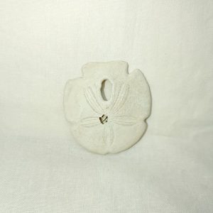 Encope tamiamiensis #4