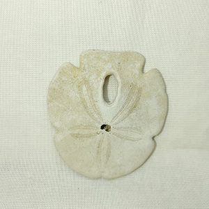 Encope tamiamiensis #7