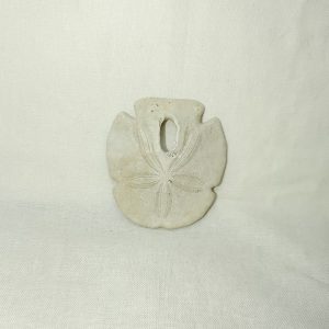 Encope tamiamiensis #9
