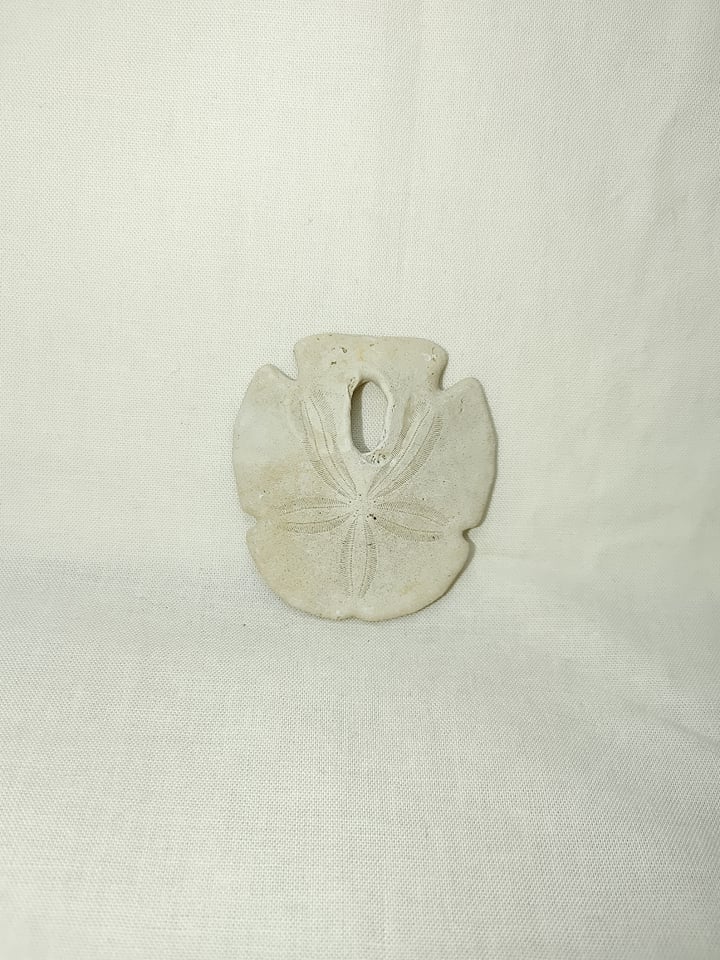 Encope-tamiamiensis-9.jpg | Fossils for Sale