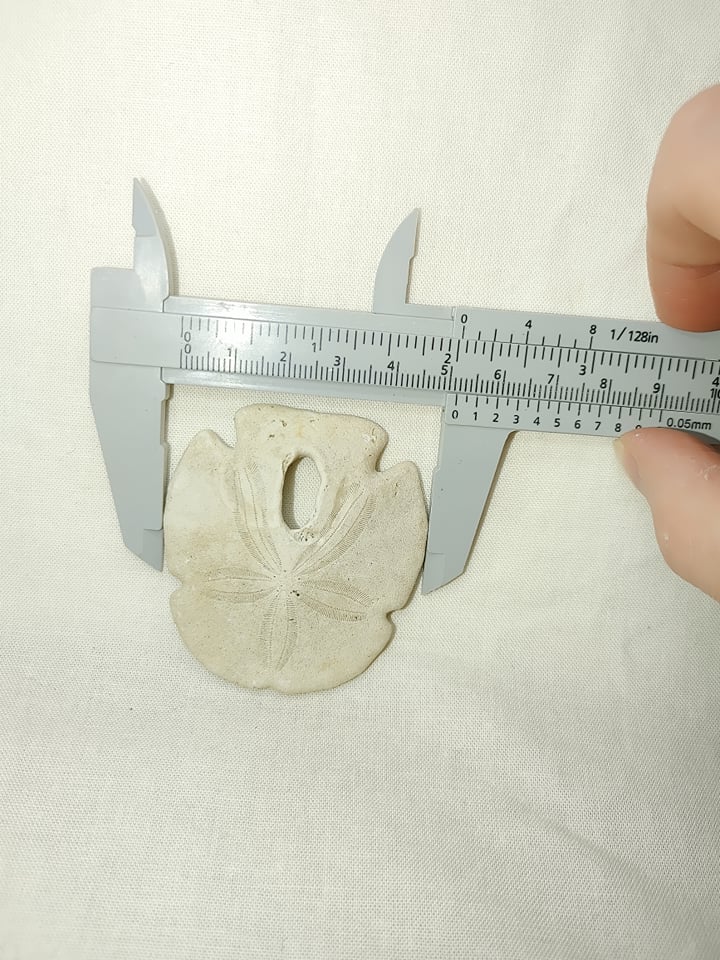 Encope-tamiamiensis-9a.jpg | Fossils for Sale